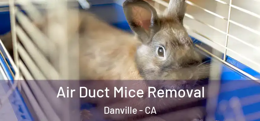  Air Duct Mice Removal Danville - CA